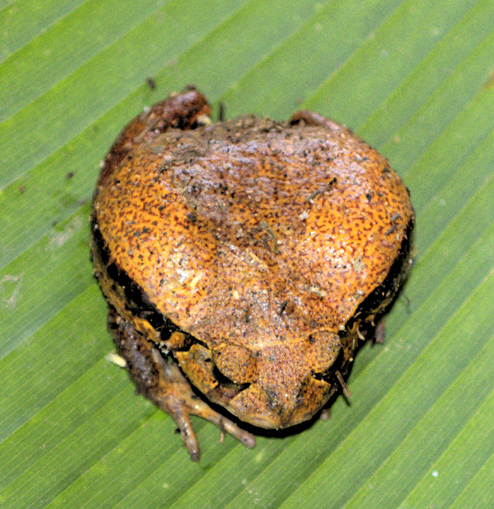 Tomato frog